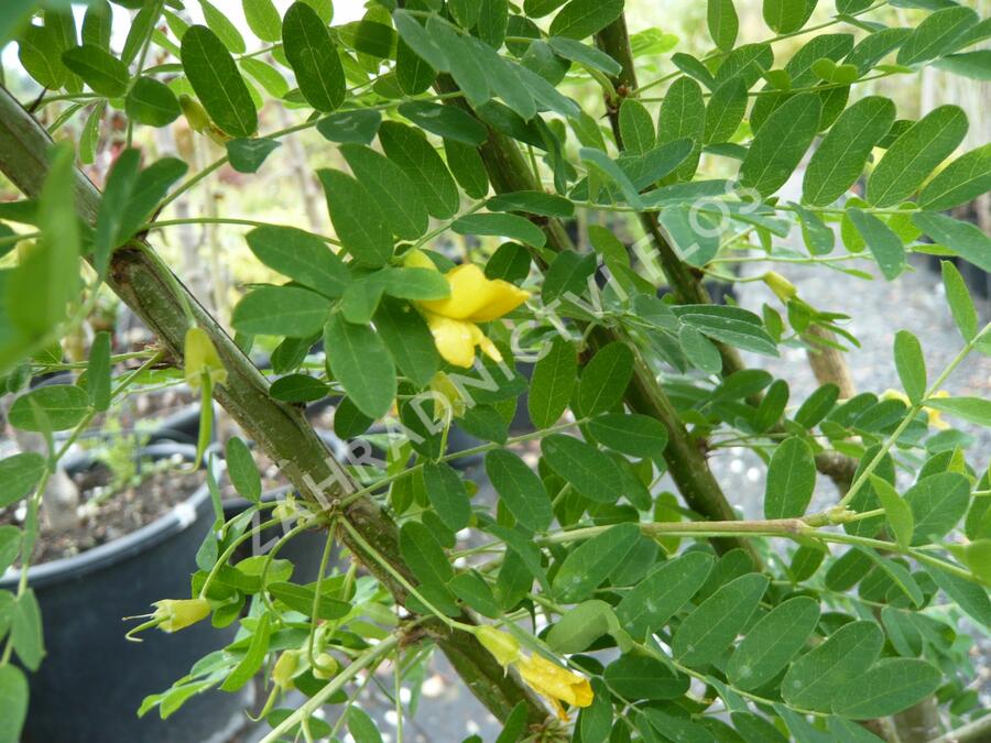 Čimišník stromový - Caragana arborescens