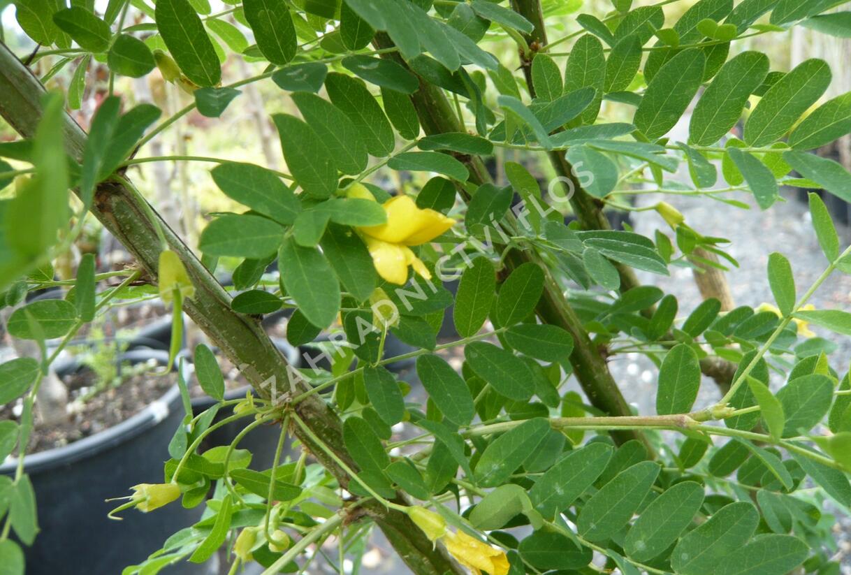 Čimišník stromový - Caragana arborescens