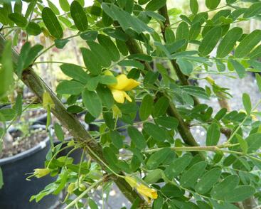 Čimišník stromový