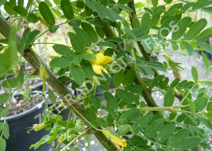 Čimišník stromový - Caragana arborescens
