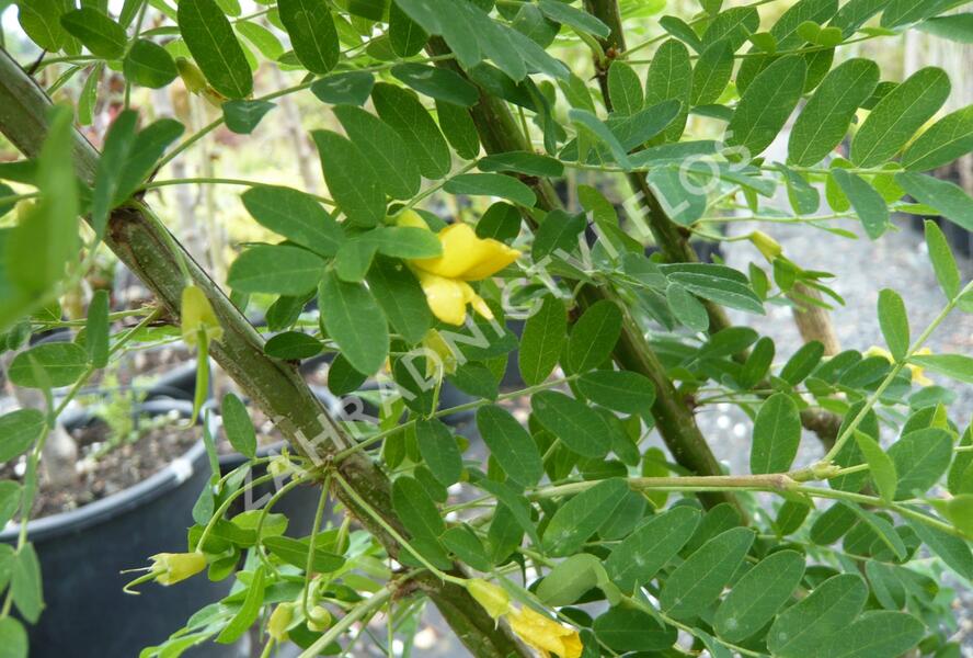Čimišník stromový - Caragana arborescens