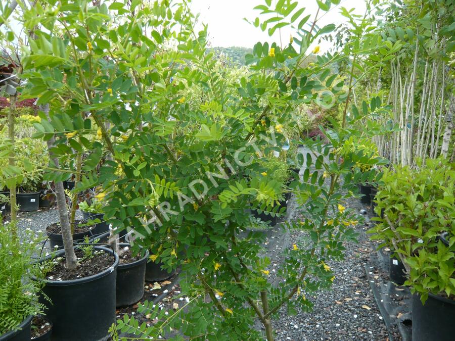 Čimišník stromový - Caragana arborescens