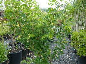 Čimišník stromový - Caragana arborescens