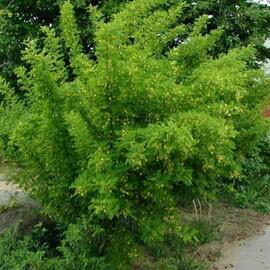 Čimišník stromový - Caragana arborescens