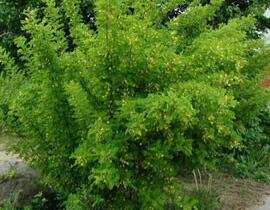 Čimišník stromový - Caragana arborescens