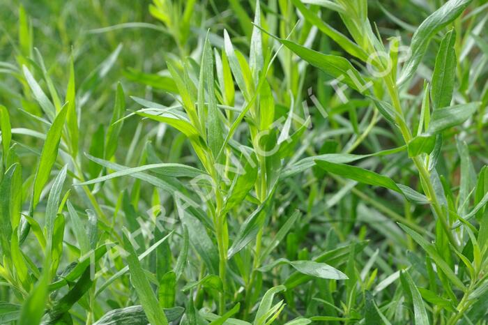 Pelyněk estragon 'Samira' - Artemisia dracunculus 'Samira'