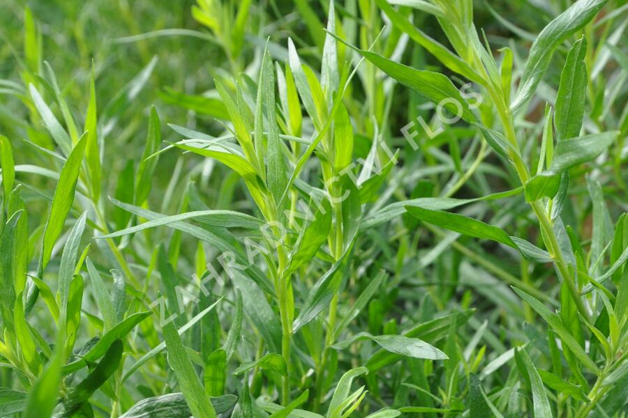 Pelyněk estragon 'Samira' - Artemisia dracunculus 'Samira'