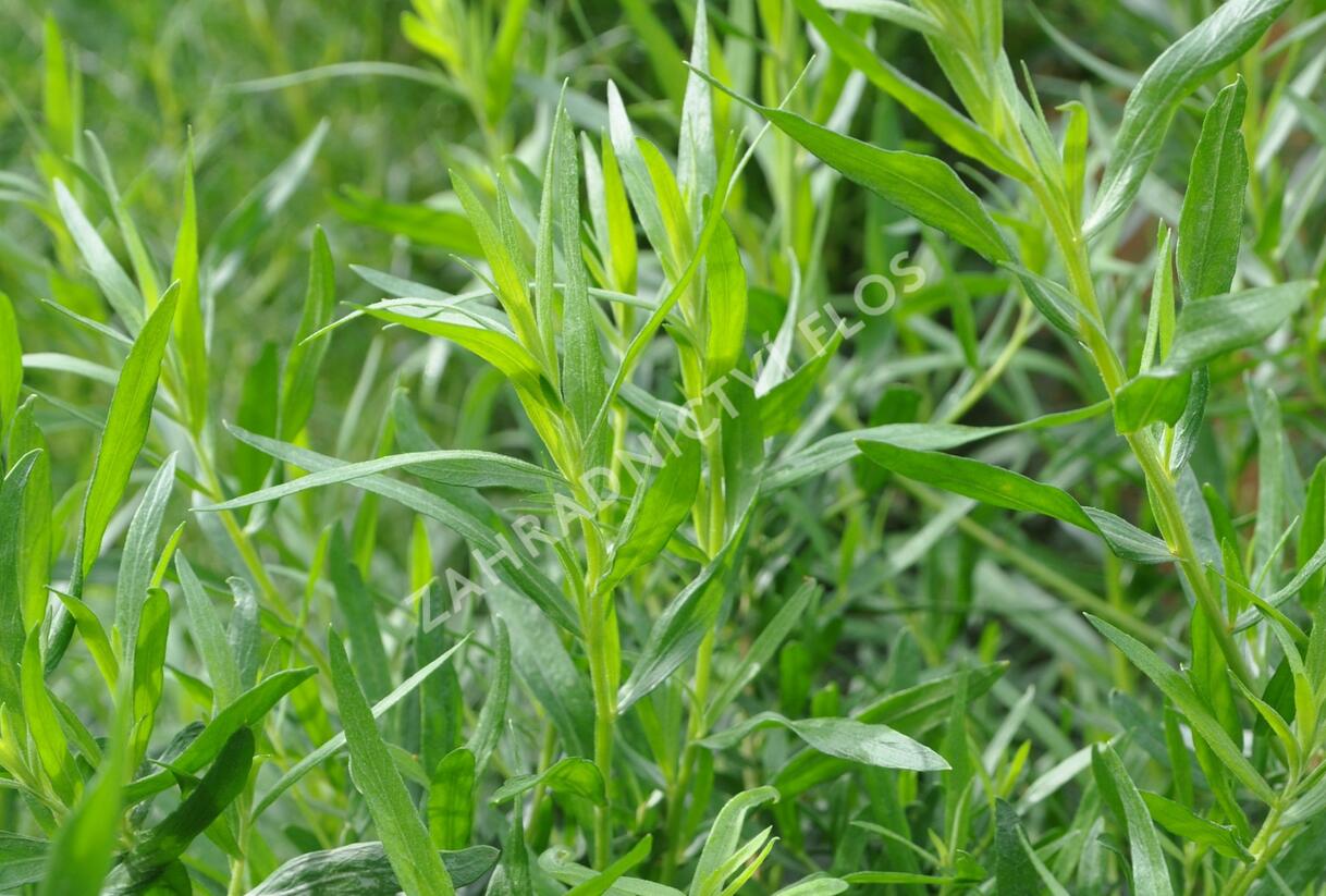 Pelyněk estragon 'Samira' - Artemisia dracunculus 'Samira'