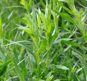 Pelyněk estragon 'Samira' - Artemisia dracunculus 'Samira'