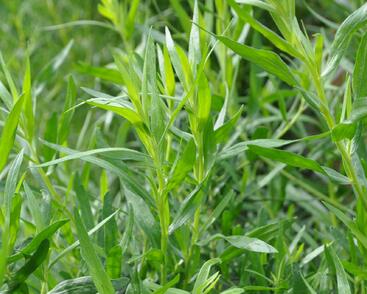 Pelyněk estragon 'Samira'