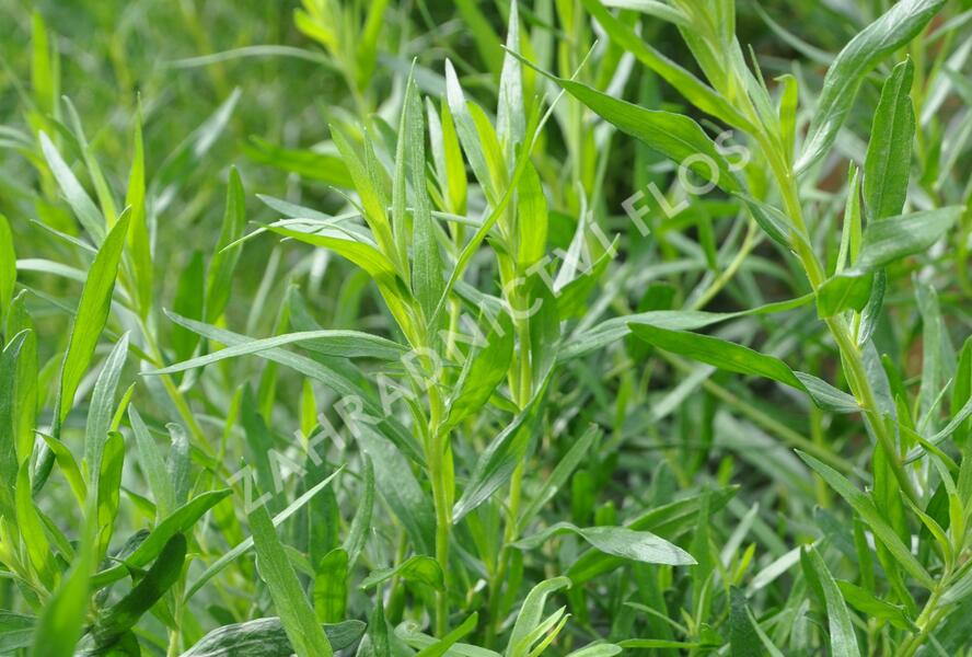 Pelyněk estragon 'Samira' - Artemisia dracunculus 'Samira'