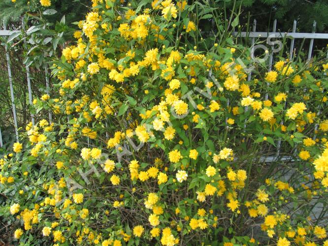 Zákula japonská 'Pleniflora' - Kerria japonica 'Pleniflora'