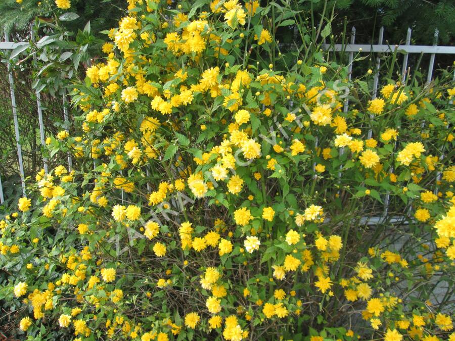 Zákula japonská 'Pleniflora' - Kerria japonica 'Pleniflora'