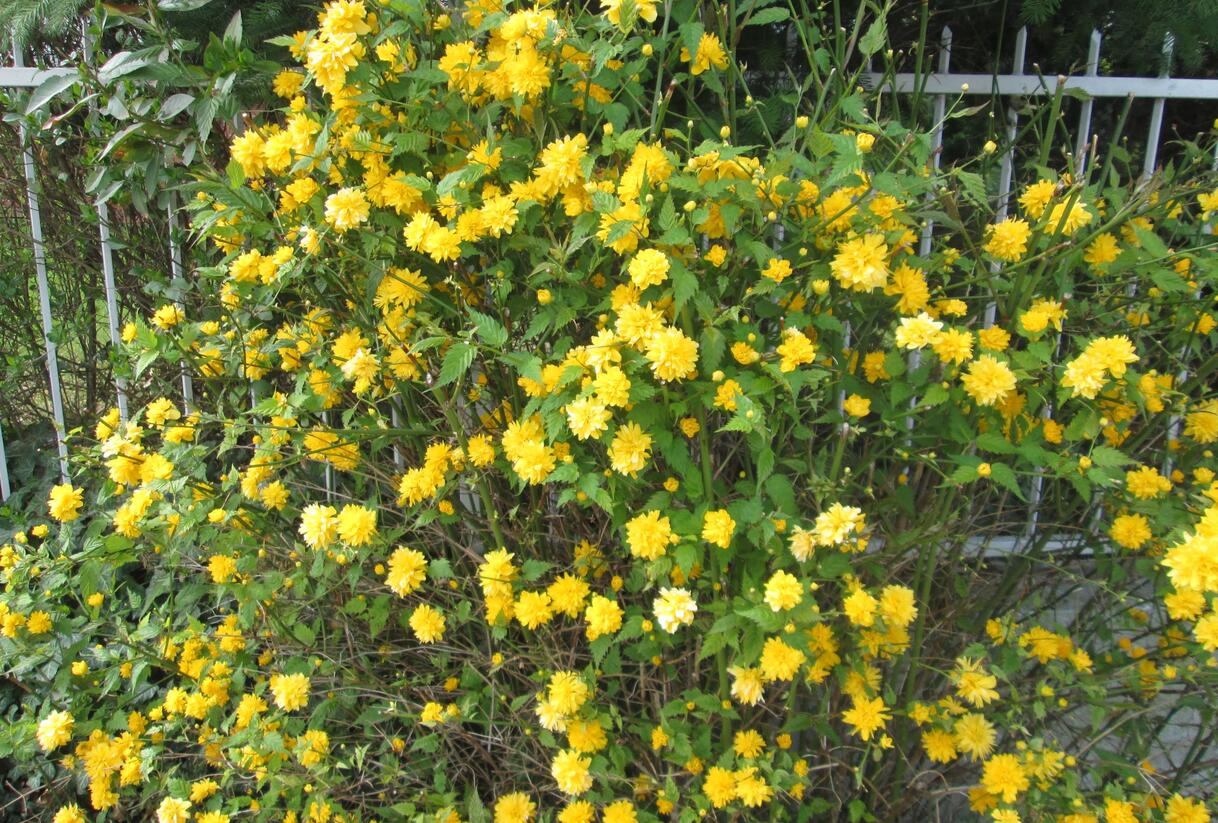 Zákula japonská 'Pleniflora' - Kerria japonica 'Pleniflora'