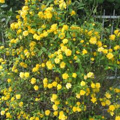 Zákula japonská 'Pleniflora' - Kerria japonica 'Pleniflora'