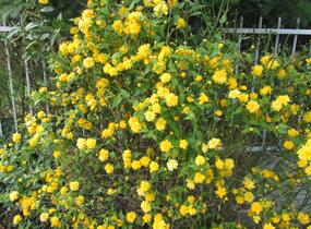 Zákula japonská 'Pleniflora' - Kerria japonica 'Pleniflora'