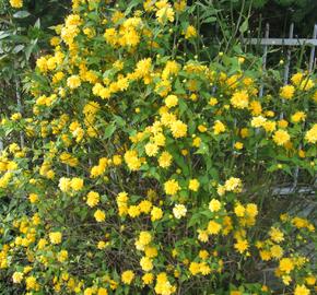 Zákula japonská 'Pleniflora' - Kerria japonica 'Pleniflora'