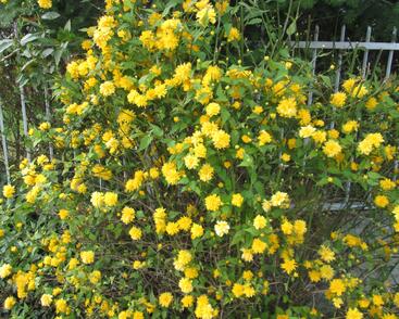 Zákula japonská 'Pleniflora'