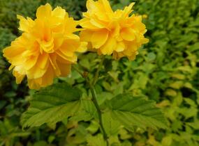 Zákula japonská 'Pleniflora' - Kerria japonica 'Pleniflora'