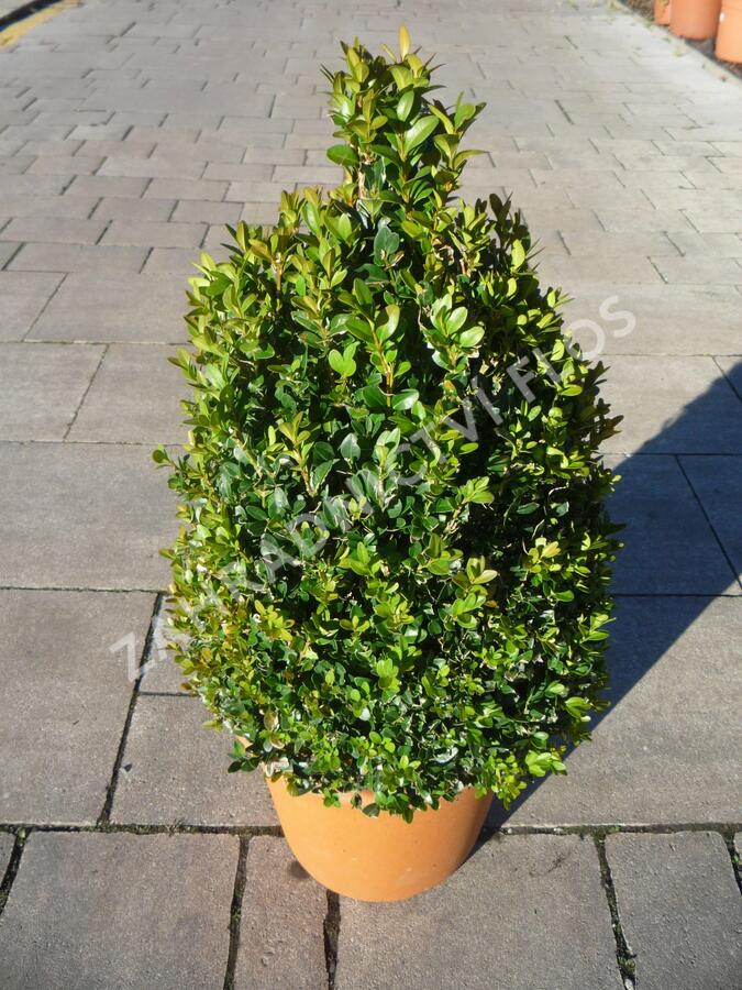 Zimostráz obecný - kužel - Buxus sempervirens - kužel