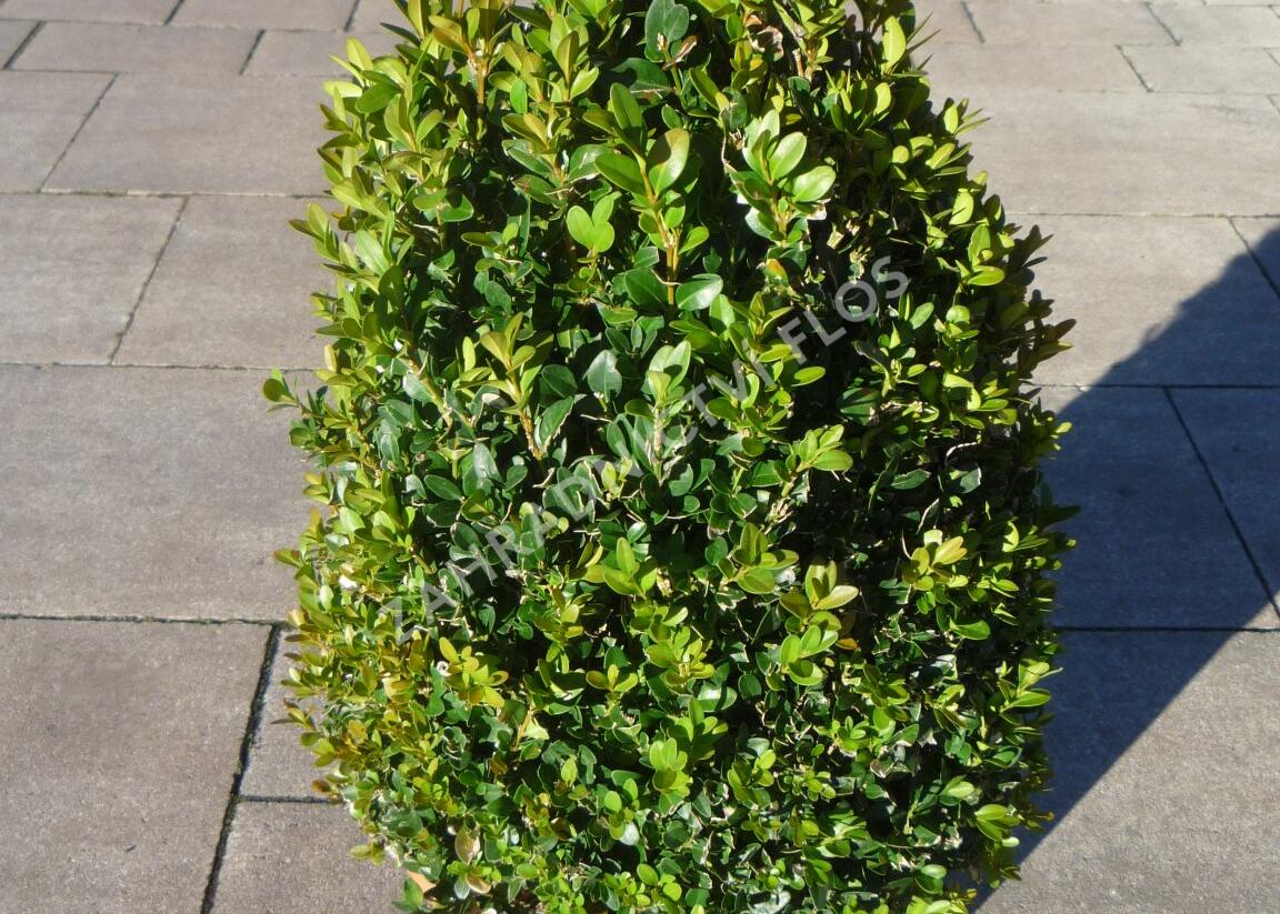 Zimostráz obecný - kužel - Buxus sempervirens - kužel