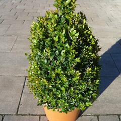 Zimostráz obecný - kužel - Buxus sempervirens - kužel