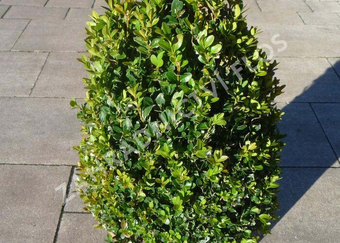Zimostráz obecný - kužel - Buxus sempervirens - kužel