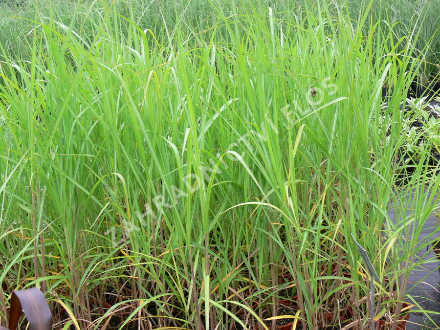 Ozdobnice obrovská 'Giganteus' - Miscanthus floridulus 'Giganteus'