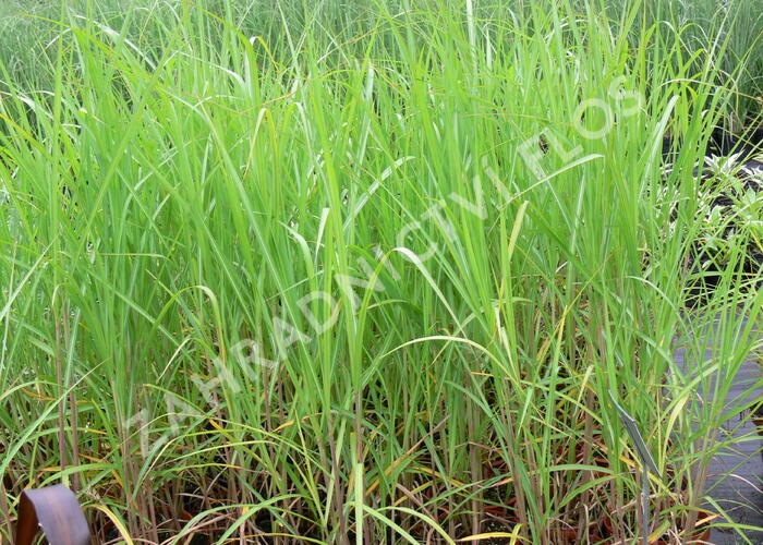 Ozdobnice obrovská 'Giganteus' - Miscanthus floridulus 'Giganteus'