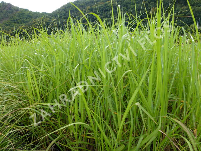 Ozdobnice obrovská 'Giganteus' - Miscanthus floridulus 'Giganteus'