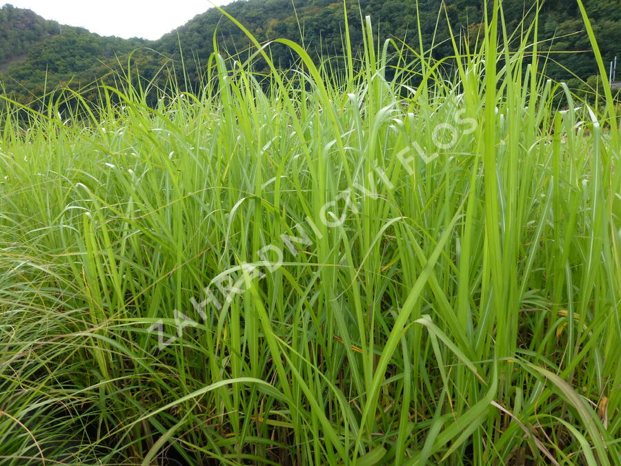 Ozdobnice obrovská 'Giganteus' - Miscanthus floridulus 'Giganteus'