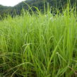 Ozdobnice obrovská 'Giganteus' - Miscanthus floridulus 'Giganteus'