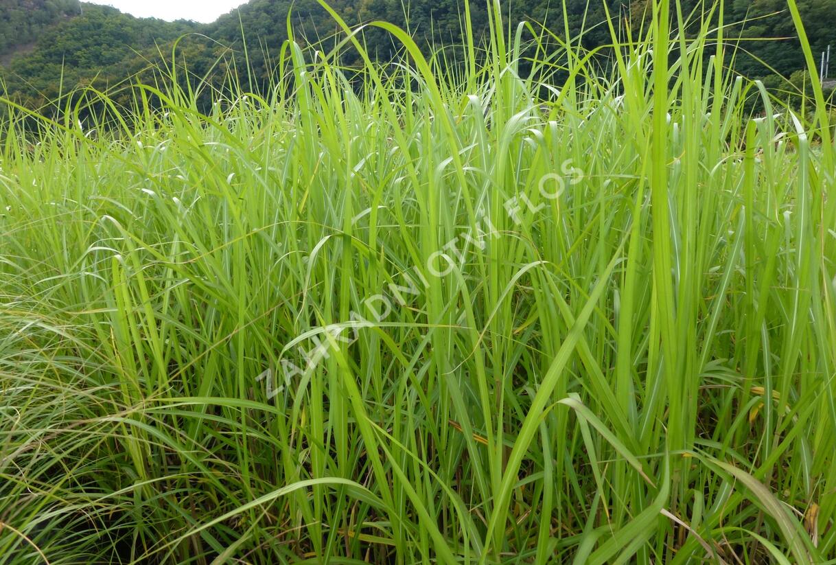 Ozdobnice obrovská 'Giganteus' - Miscanthus floridulus 'Giganteus'