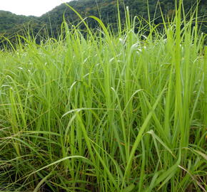 Ozdobnice obrovská 'Giganteus' - Miscanthus floridulus 'Giganteus'