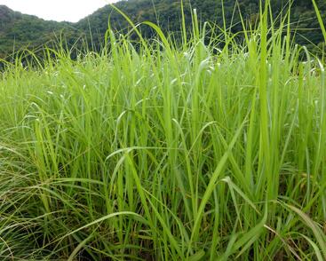 Ozdobnice obrovská 'Giganteus'