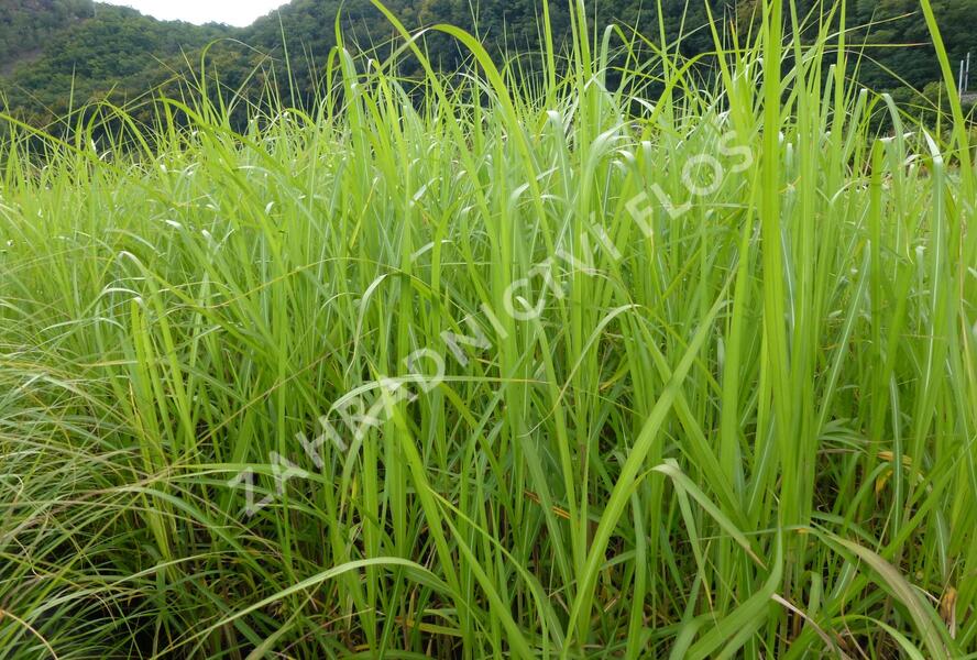 Ozdobnice obrovská 'Giganteus' - Miscanthus floridulus 'Giganteus'