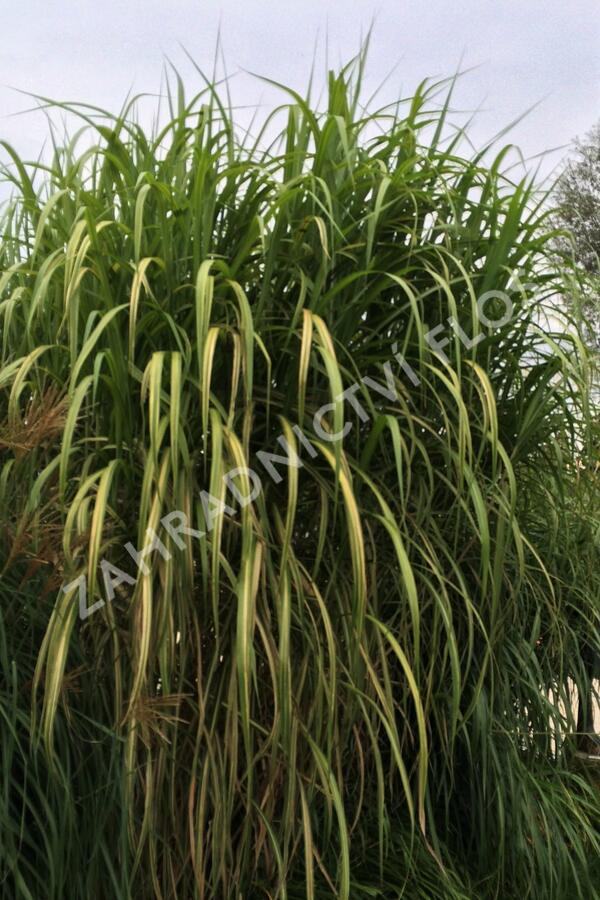 Ozdobnice obrovská 'Giganteus' - Miscanthus floridulus 'Giganteus'