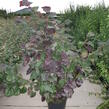 Líska největší 'Purpurea' - Corylus maxima 'Purpurea'