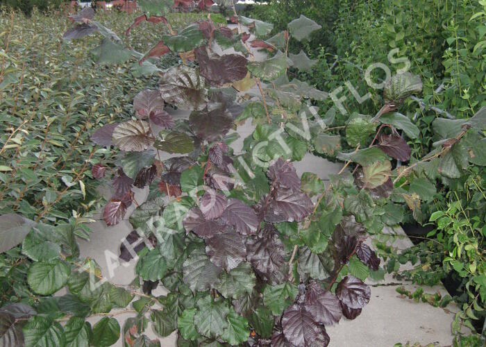 Líska největší 'Purpurea' - Corylus maxima 'Purpurea'