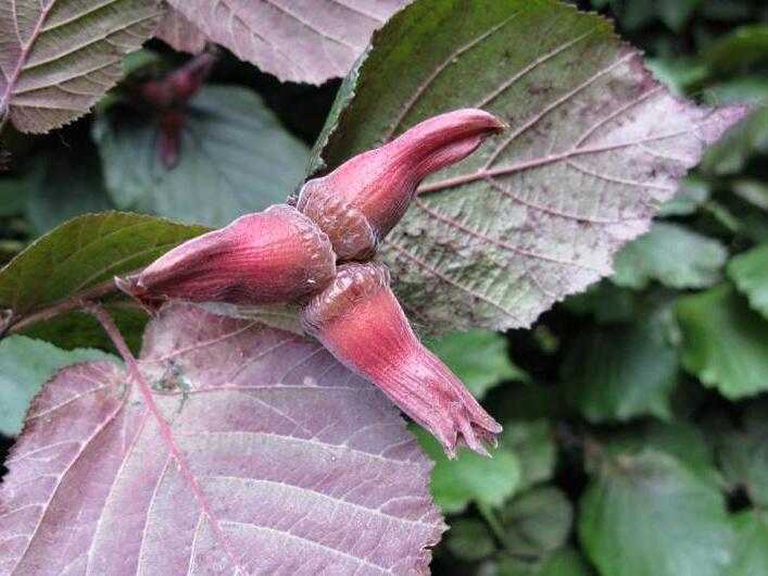 Líska největší 'Purpurea' - Corylus maxima 'Purpurea'