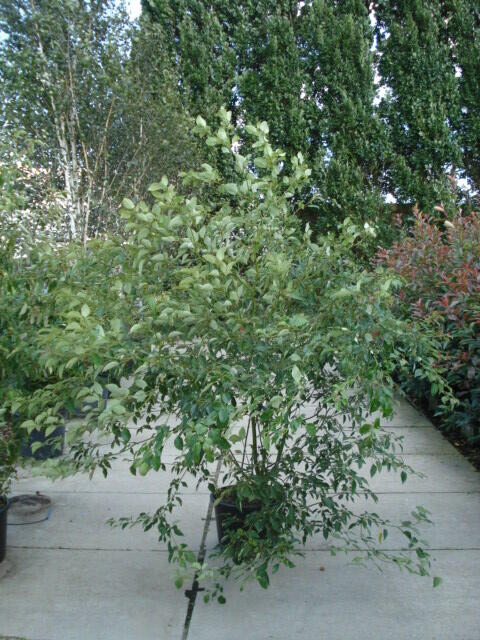 Svída střídavolistá - Cornus alternifolia