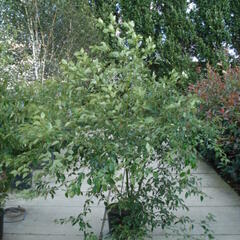 Svída střídavolistá - Cornus alternifolia
