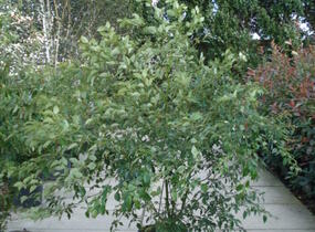 Svída střídavolistá - Cornus alternifolia