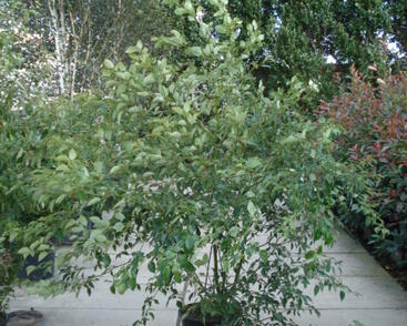 Svída střídavolistá