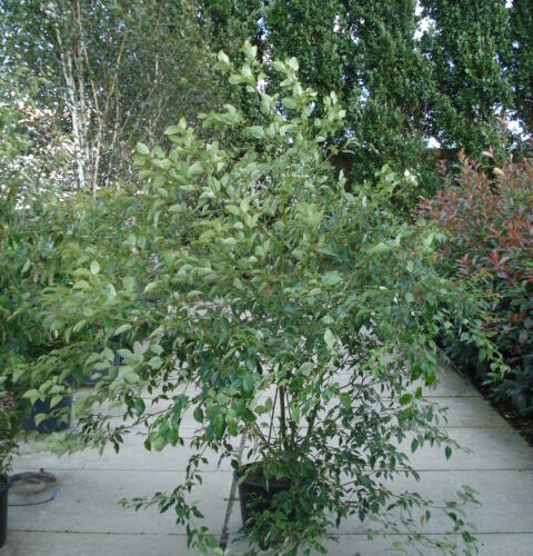 Svída střídavolistá - Cornus alternifolia