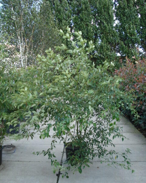 Svída střídavolistá - Cornus alternifolia