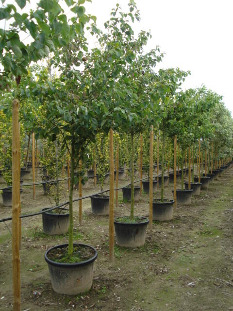 Svída střídavolistá - Cornus alternifolia