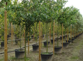 Svída střídavolistá - Cornus alternifolia