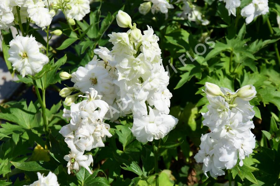 Ostrožka vyvýšená 'New Millenium Green Twist' - Delphinium elatum 'New Millenium Green Twist'