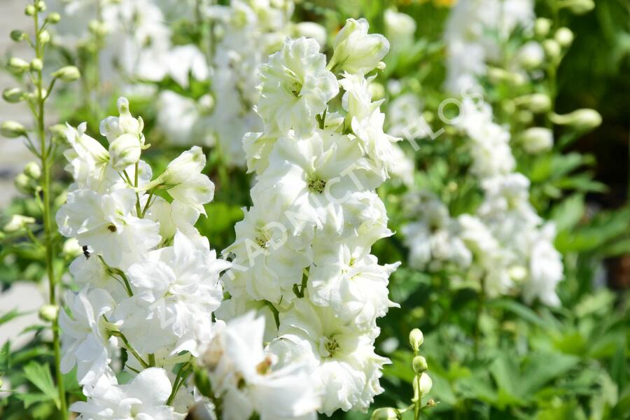 Ostrožka vyvýšená 'New Millenium Green Twist' - Delphinium elatum 'New Millenium Green Twist'